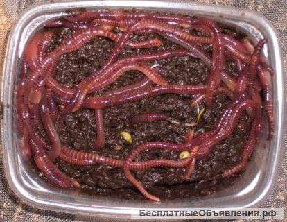 Навозные черви оптом и в розницу