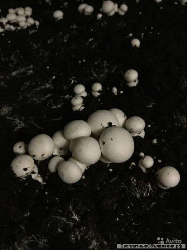 Шампиньоны