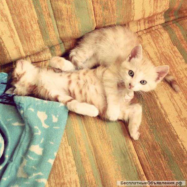 Котята бесплатно