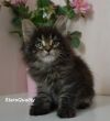 Роскошные котята мейн кун