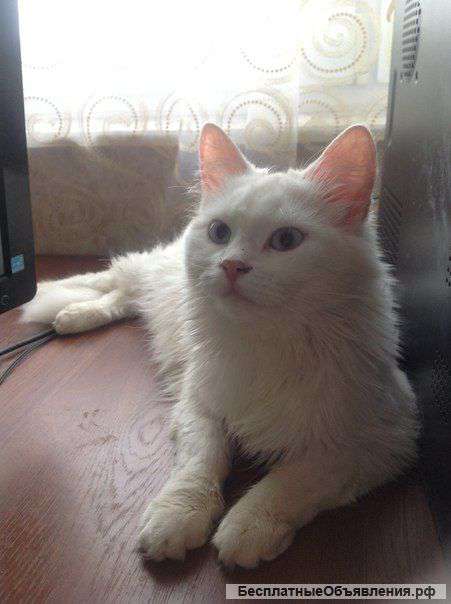 Котята Турецкой ангоры