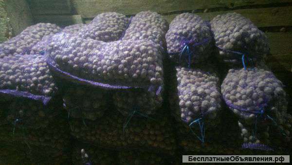 Картофель оптом, Нижег. обл