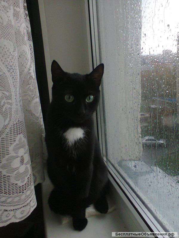 Пропала кошка