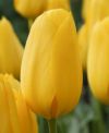 ТЮЛЬПАНЫ Подмосковные