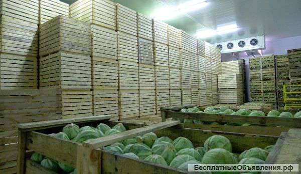 Капуста оптом 6 руб/кг