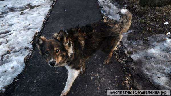 Семья из трех человек снимет дачу