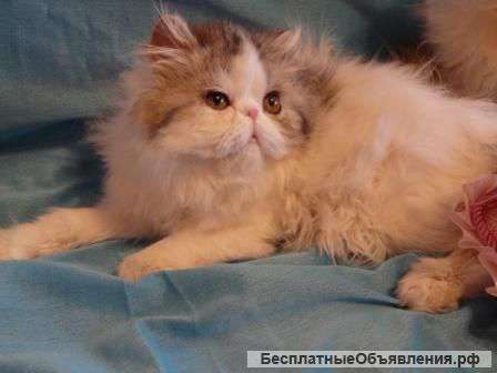 Персидская девочка