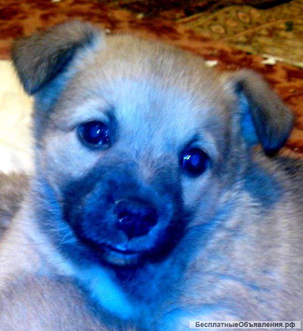 Щенки ищут хозяев