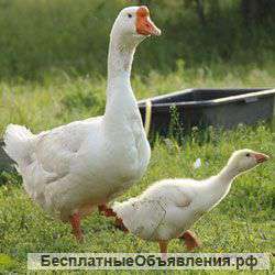 Обменяю семью гусей на индоуток