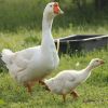 Обменяю семью гусей на индоуток