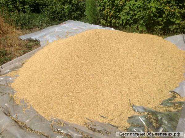 Продам лён 100 тонн и ячмень 1000 тонн