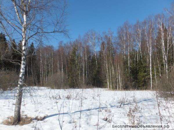 98 соток граничит с лесом, под ИЖС, в деревне Новошихово, Одинцовского района, 5 км от Звен