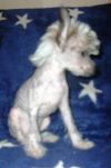 Китайская хохлатая