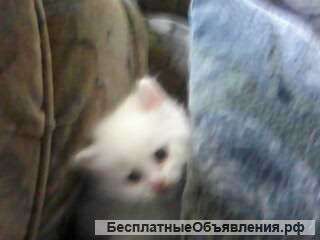 Ищем приёмную семью