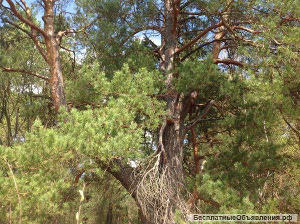 Участки в Бунырево