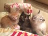 Котят