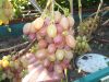 Саженцы винограда из Подмосковья