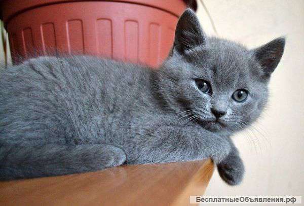Элитные шотландские котята