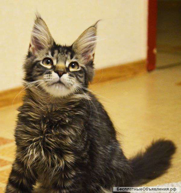 Кошечка мейн кун