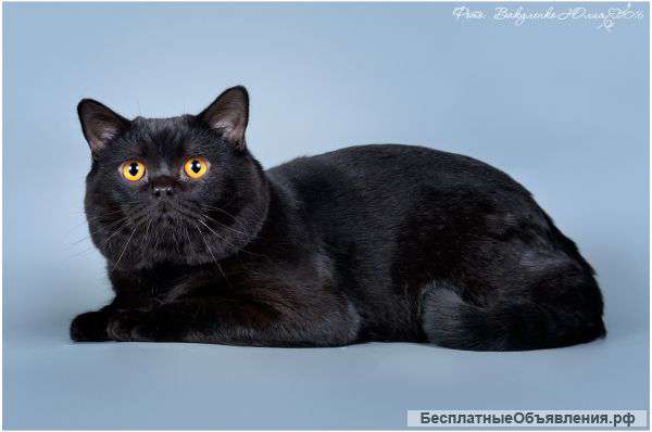 Вязка с черным британским котом