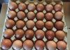 Яйцо куриное