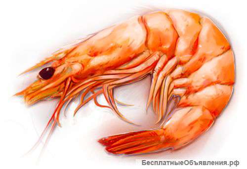 Креветки раки