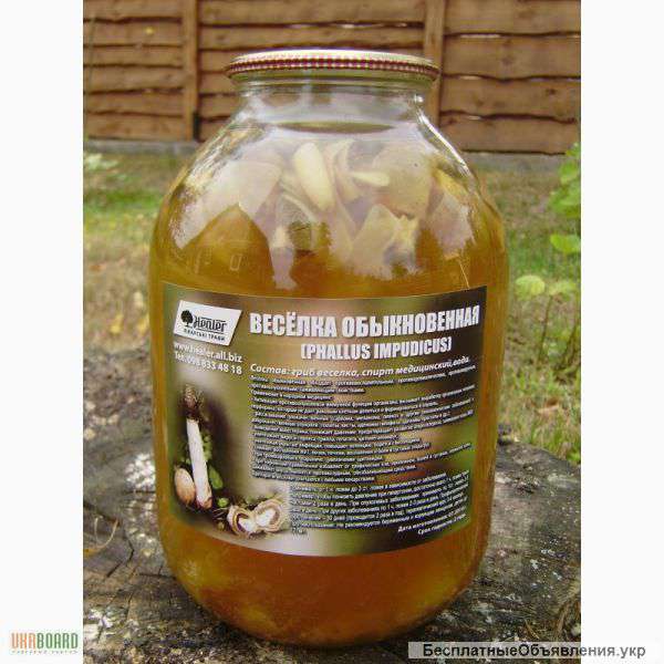 Грибы Веселка