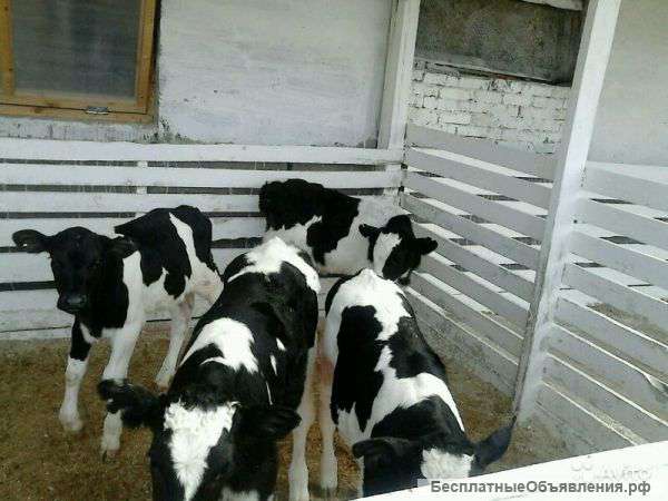 Телята бычки