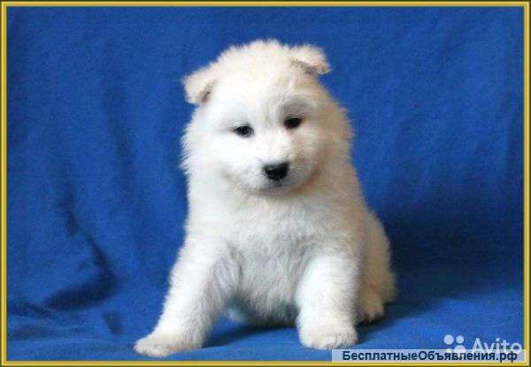 Белоснежный Самоедик .Документы РКФ