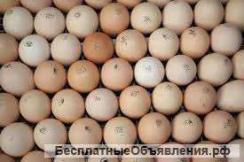 Инкубационное яйцо, цыплята