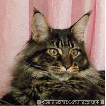 Кота по имени Боня