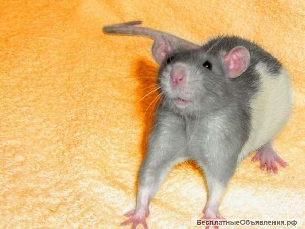 Крыса Дамбо молодой мальчик голубой с белым брюшком и боками