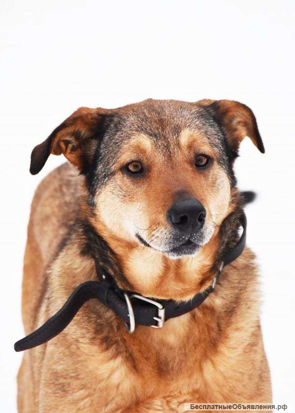 Супер собака-позитив Андора в добрые руки