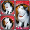 Бело-дымчатый котик ждет свою семью