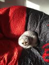 Шотландская кошка