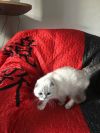 Кошка серебристый пойнт