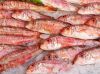 Барабуля черноморская крупная оптом и в розницу