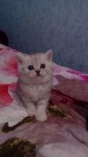 Британских котят, от британской шиншилы