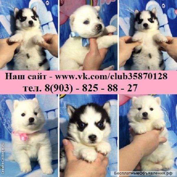 Сибирской хаски классные щенки