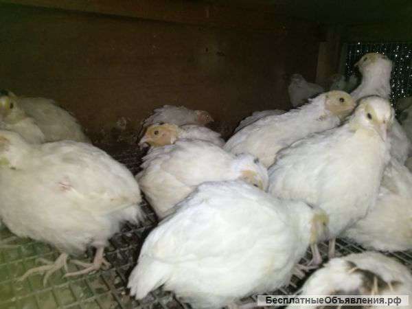 Перепелята техасские "Фараон"