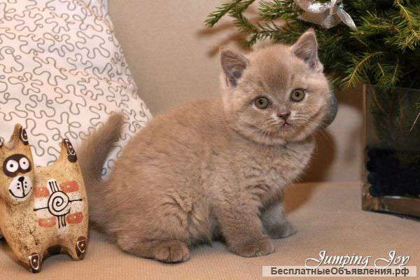 Британские котята от чемпионов