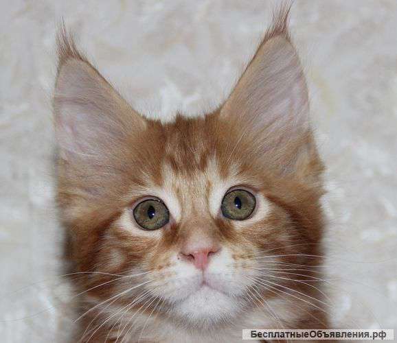 Котята породы мейн-кун