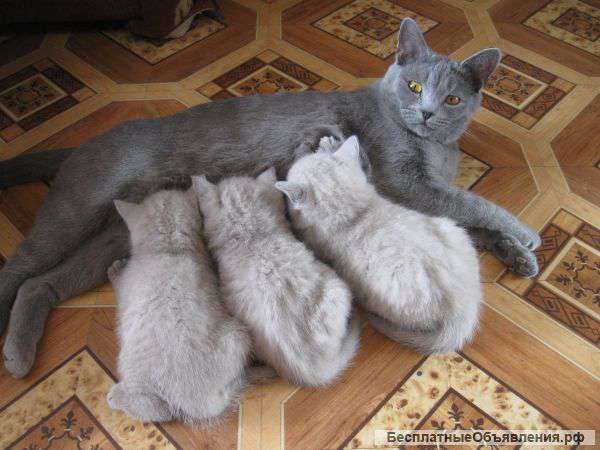 Котята