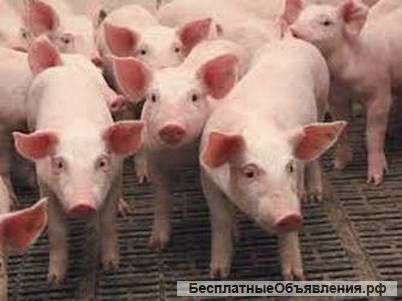 Поросят на доращивание