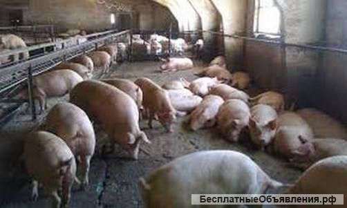 Свиней в живом весе