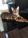 Вязка с бенгальским котом