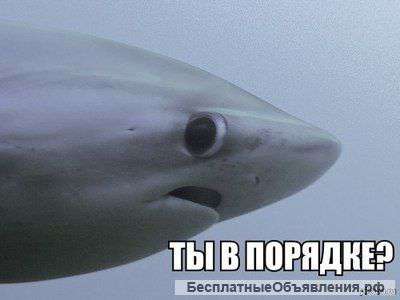 Адвокат