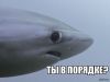 Адвокат