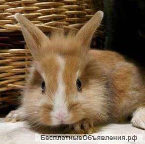 Голландский карликовый кролик