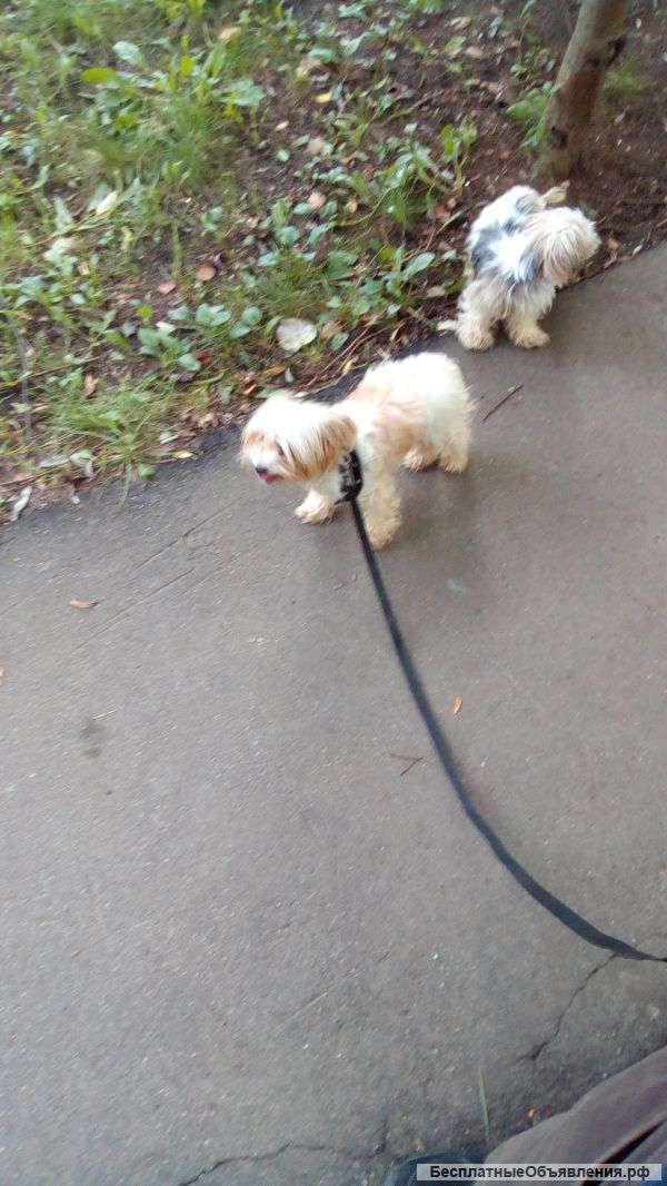 Йоркширский терьер породы собачек продаю